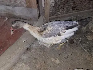Ducks