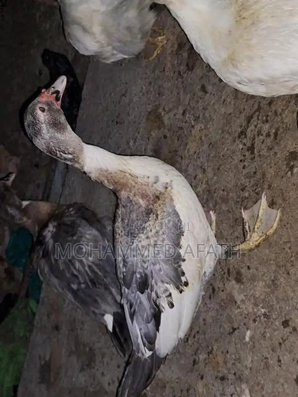 Ducks