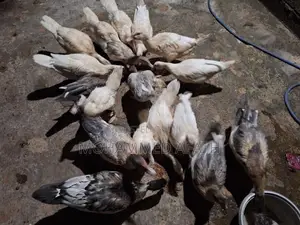 Ducks