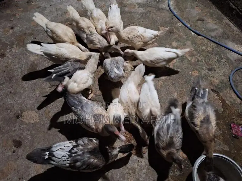 Ducks