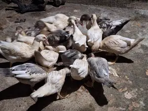 Ducks