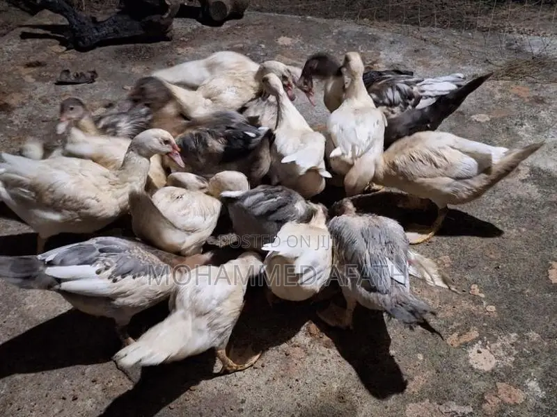 Ducks