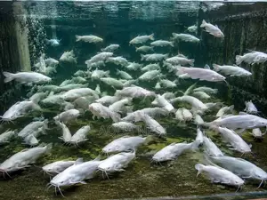 Cat Fish