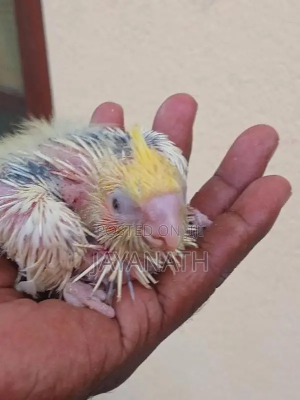 Cocktail Chick