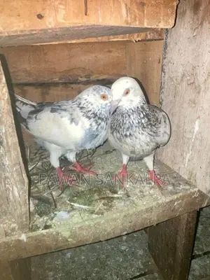 Pigeons