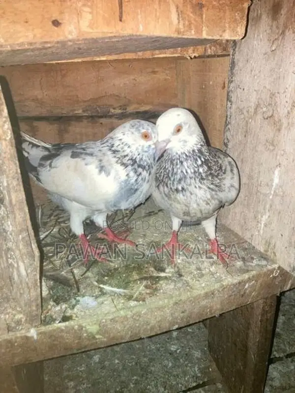 Pigeons