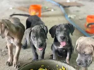 Cane Croso Puppies