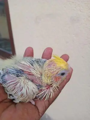 Cocktail Chick