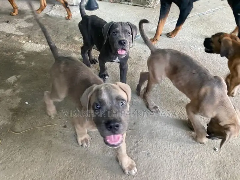 Cane Croso Puppies