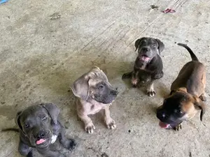Cane Croso Puppies