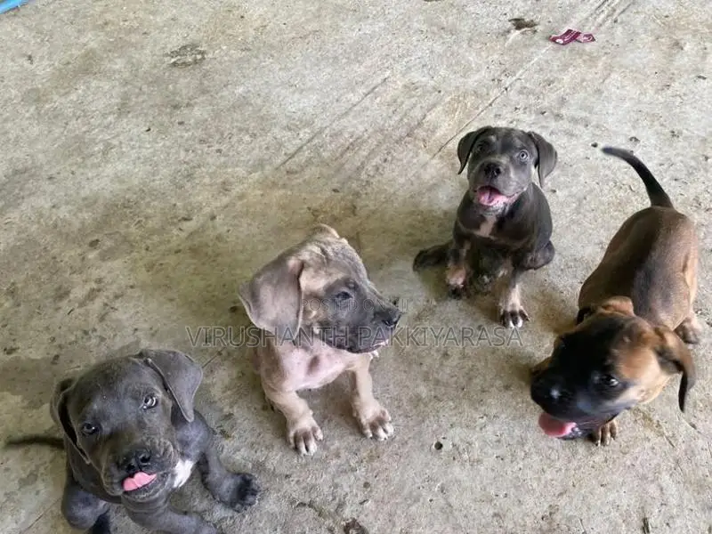 Cane Croso Puppies