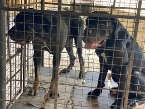Cane Croso Puppies