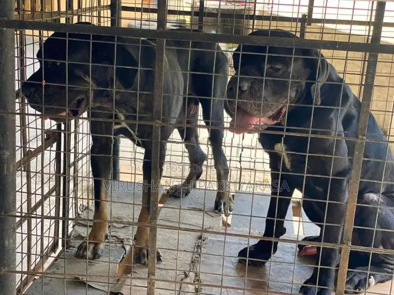 Cane Croso Puppies