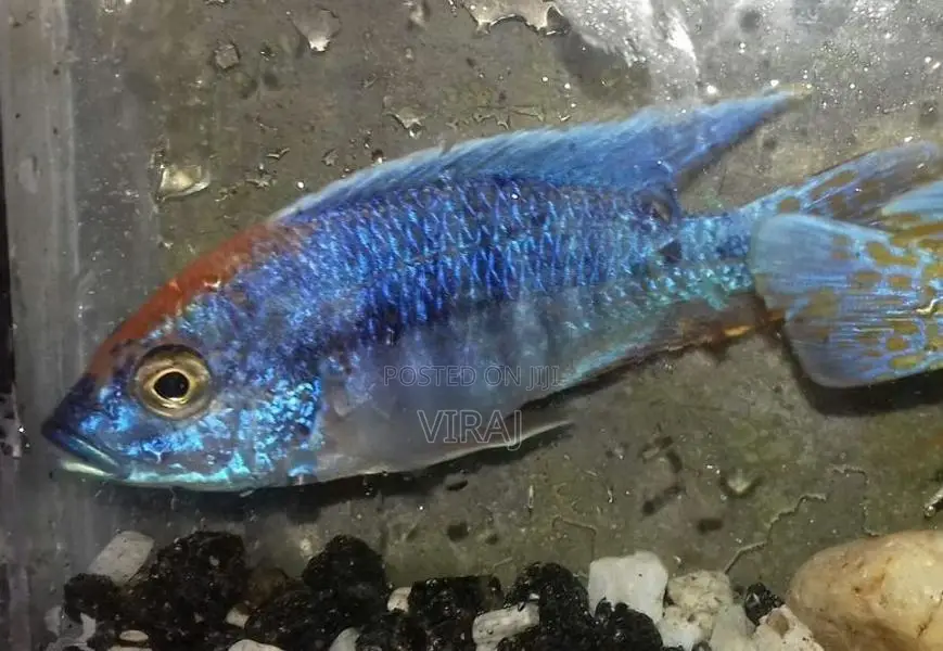 Malawi Fish