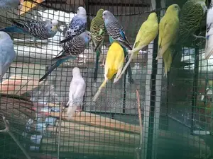 Love Birds