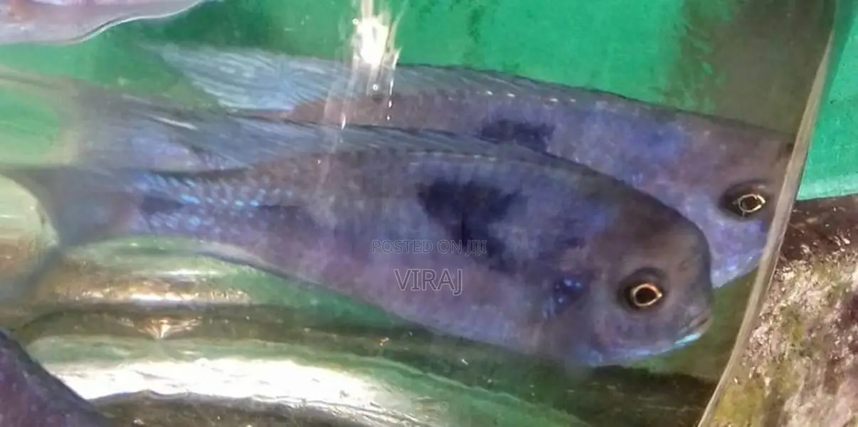 Malawi Fish