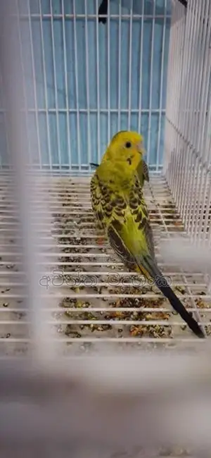 Love Birds