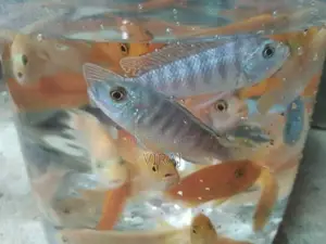 Malawi Fish