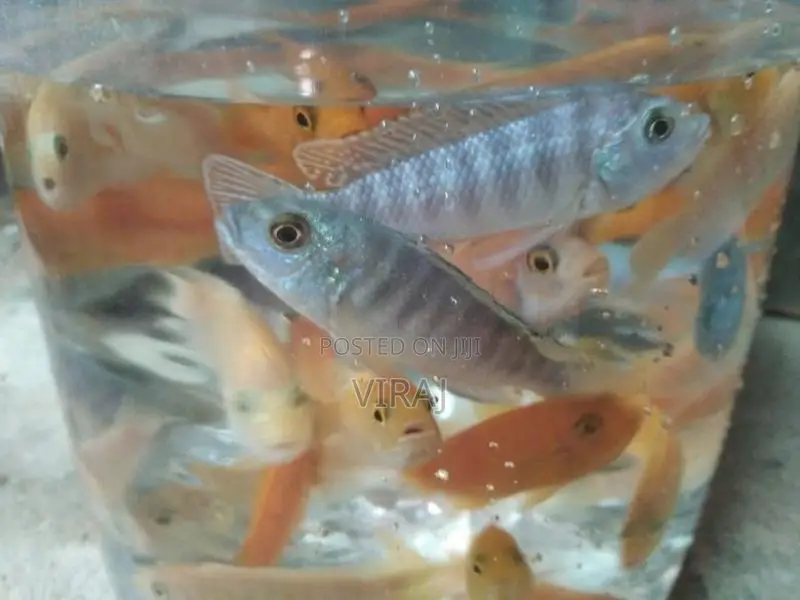 Malawi Fish