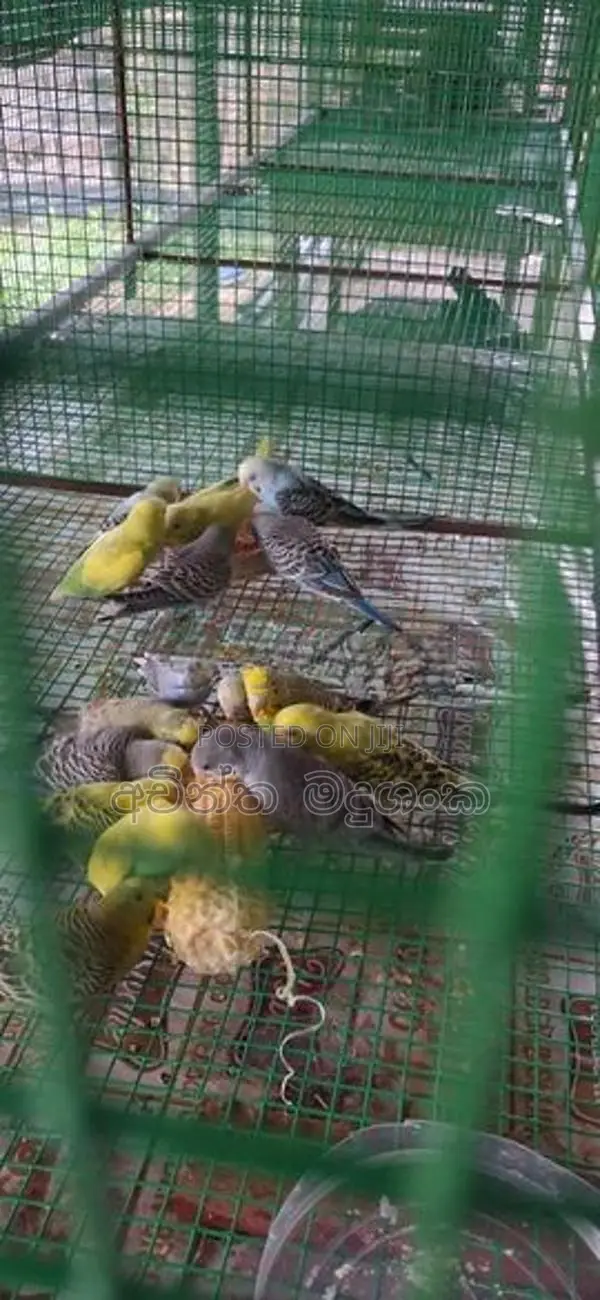 Love Birds