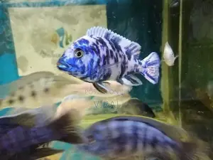 Malawi Fish