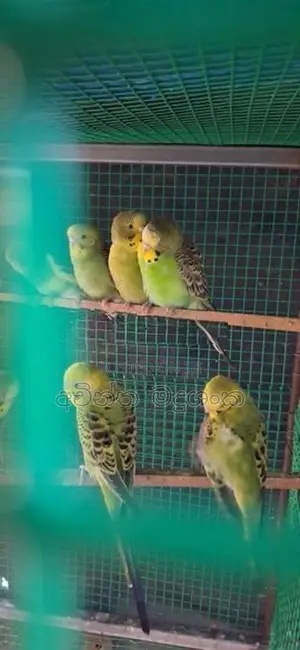 Love Birds
