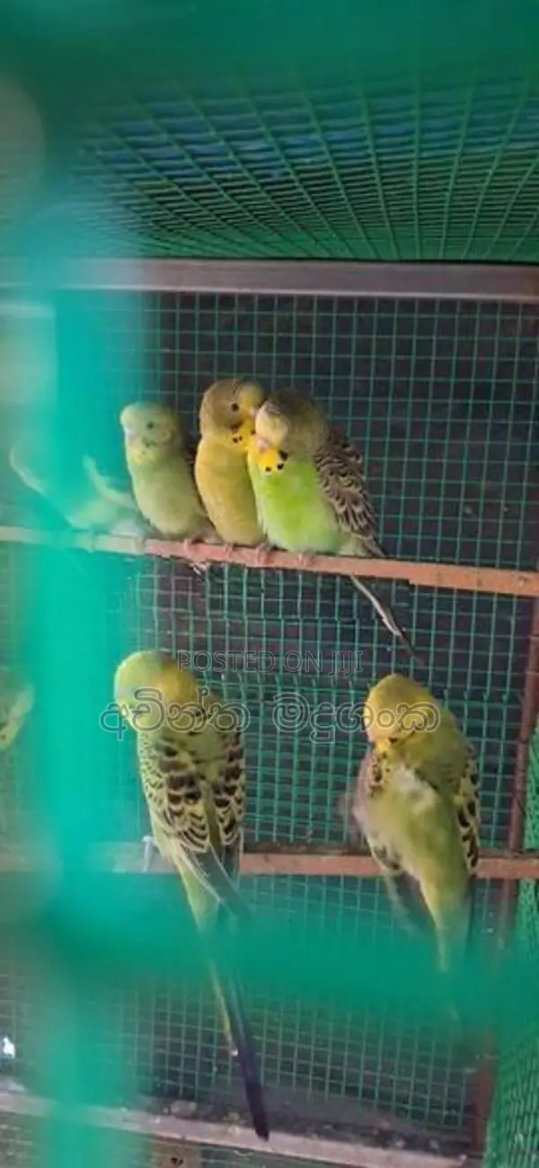 Love Birds