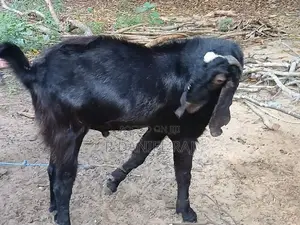 Male Goat