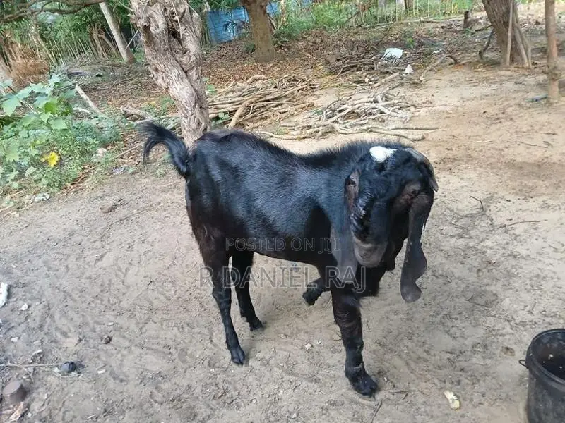 Male Goat
