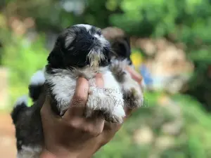 Shih Tzu Puppies