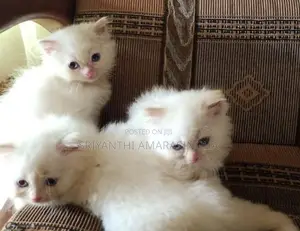 Persian Cats