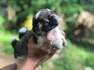 Shih Tzu Puppies