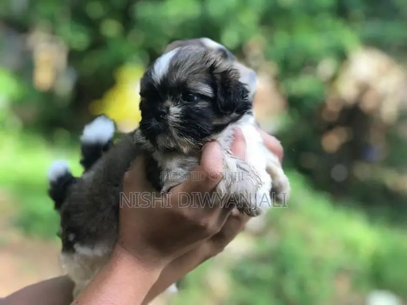 Shih Tzu Puppies