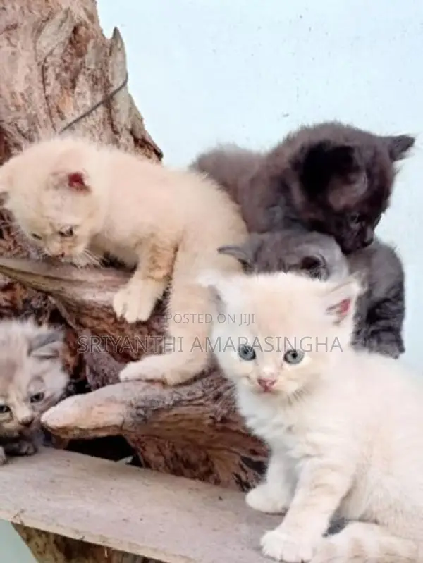 Persian Cats