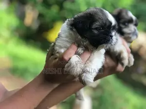 Shih Tzu Puppies