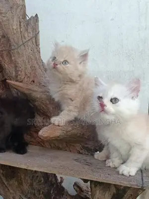 Persian Cats