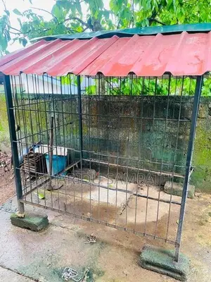 Dog Cage
