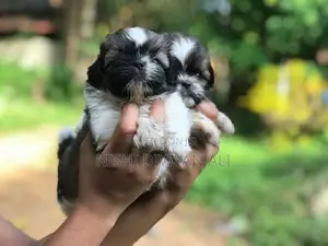 Shih Tzu Puppies