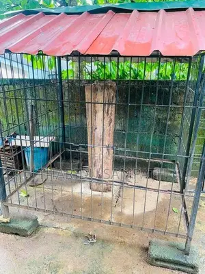 Dog Cage