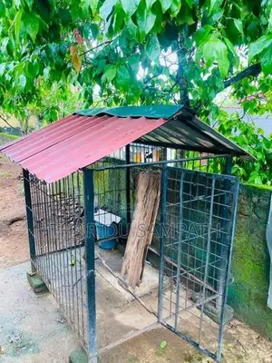 Dog Cage