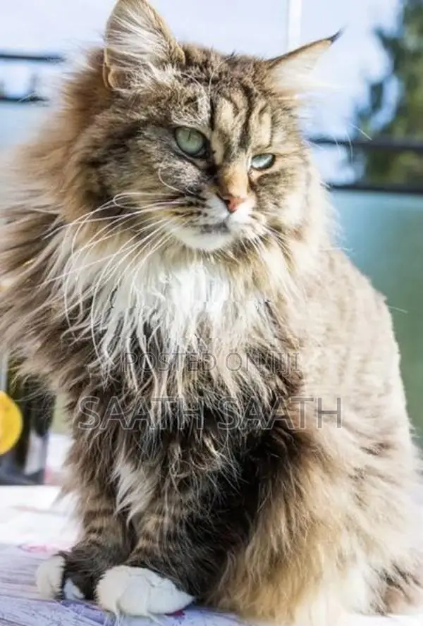 Persian Cat