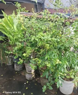 Flower Plants