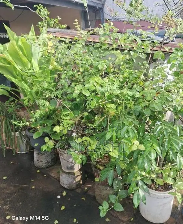 Flower Plants