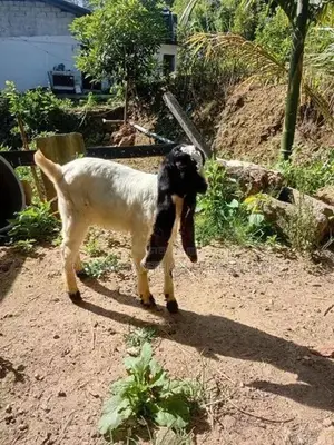 Farm Goat