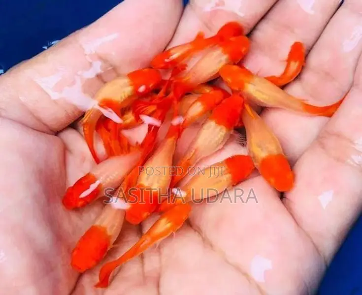 Golden Body Koi Fish