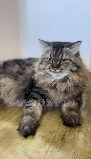 Persian Cat