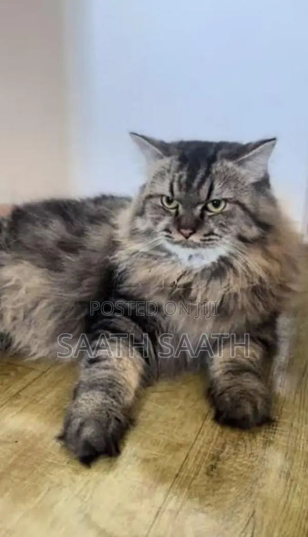 Persian Cat