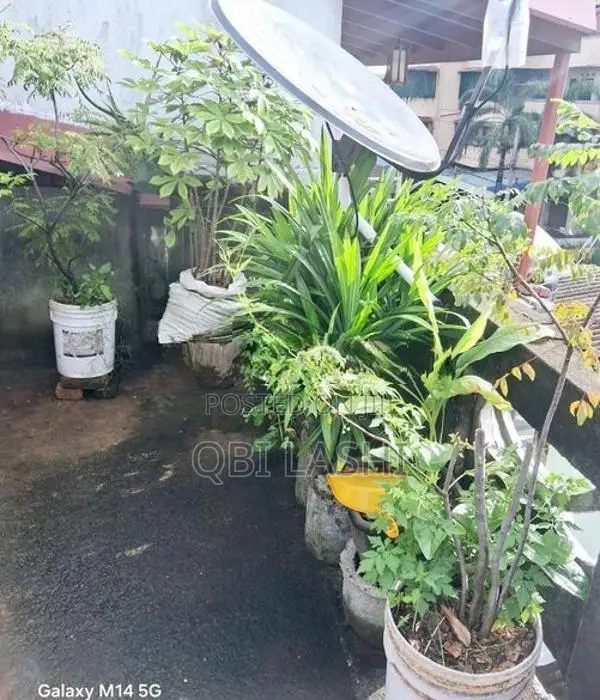 Flower Plants