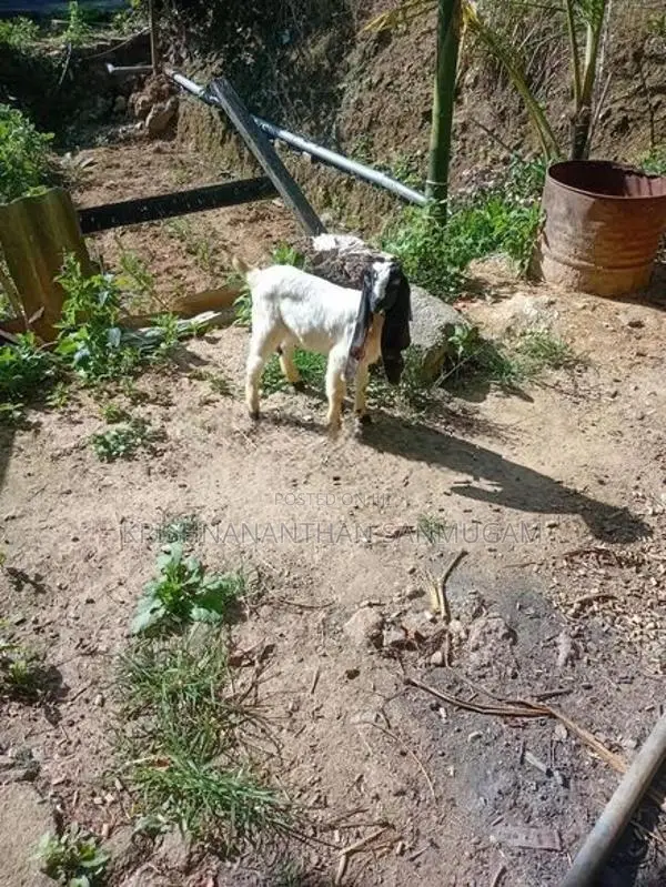 Farm Goat
