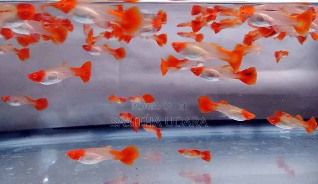 Golden Body Koi Fish